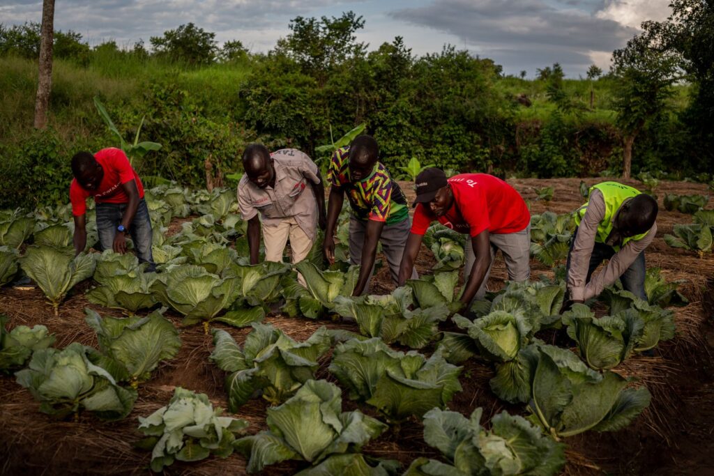 Uganda Landwirtschaft Flüchtlinge Kohlköpfe Eigenständigkeit