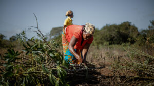 Klimawandel Mosambik Landwirtschaft